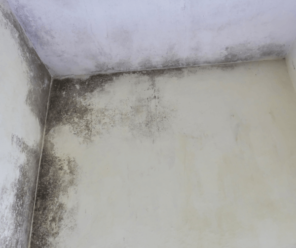 Pleśń na suficie - jak usunąć pleśń z sufitu - Wysusz Dom
